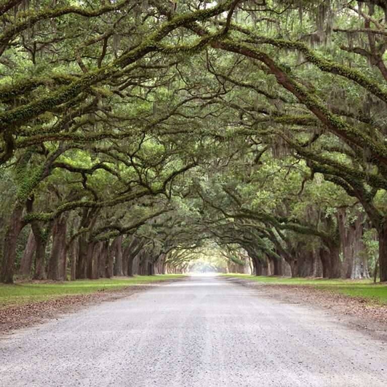 Trimmed oak trees on a dirt road.